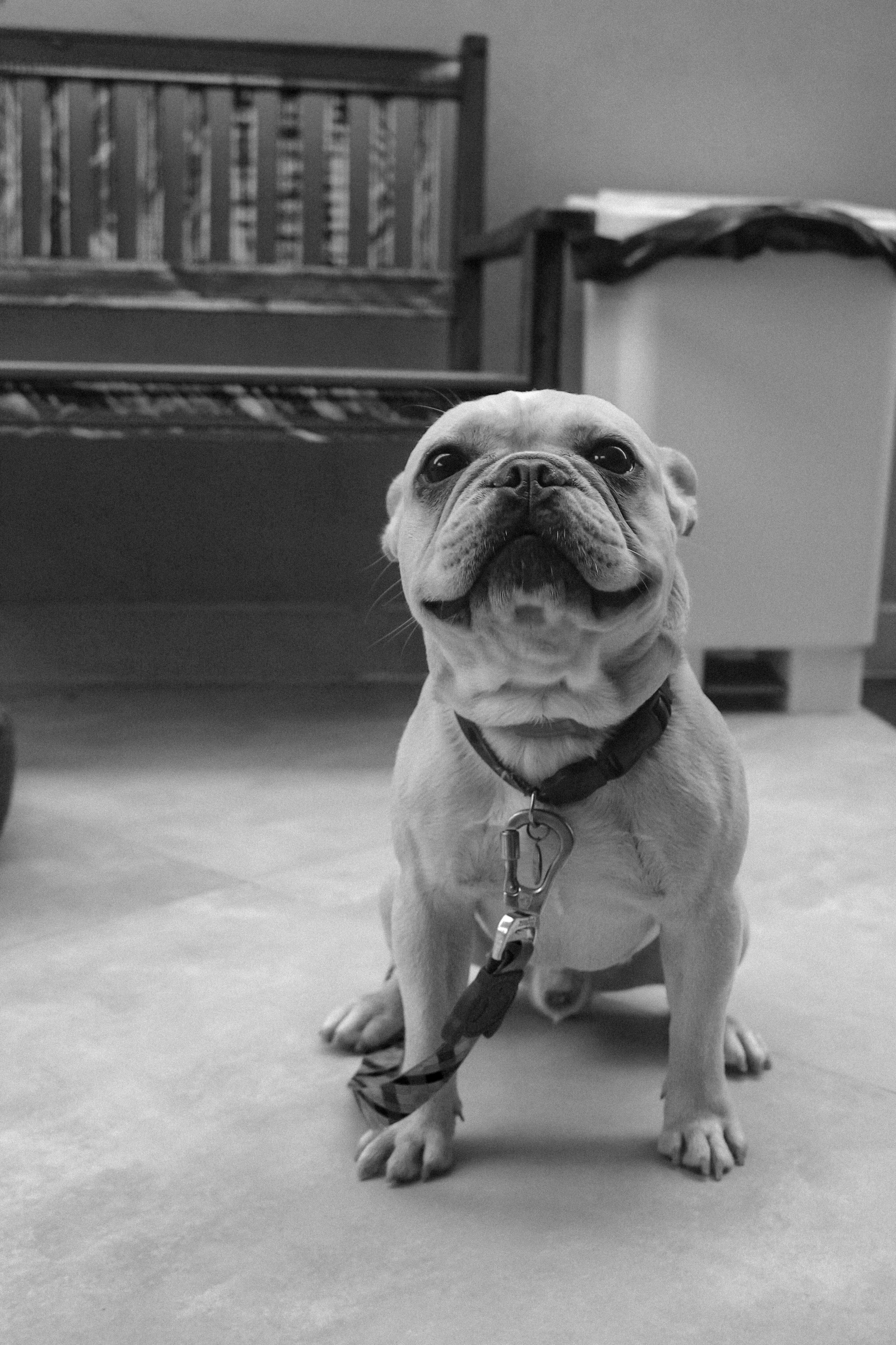 Mascote da Dias Consultoria